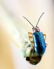 Oulema melanopus - metallic blue-green beetle 6 mm long