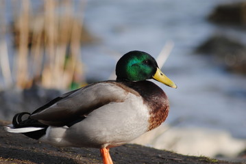 mallard duck