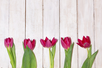 Red tulips line on white wooden background with copy space
