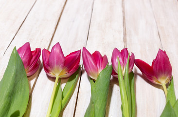 Pink tulips row on white wooden background with copy space