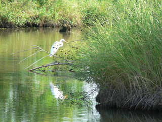 Hunting Heron, Great Plains Nature Center, Wichita, Kansas