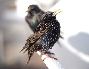 Starlings