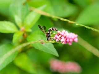 Small bee on a pink flower
