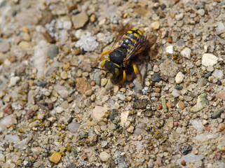 Bee on a sidewalk macro
