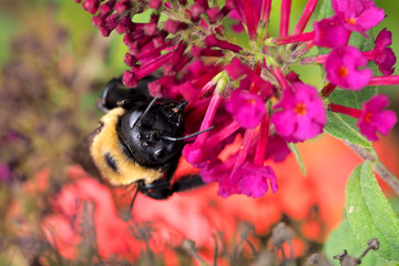 Bumble bee on purple flower