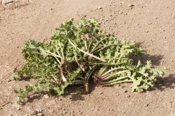 Scolymus hispanicus Spanish oyster thistle is an edible plant very culinary appreciated in certain areas of Andalusia only the central nerves of the leaf are used when they are young