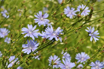 Blossom chicory (Cichorium intybus)