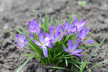 purple сrocusеs blooms in spring. spring flowers