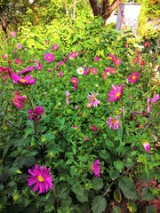 Aster dumosus close up. Beautifu violet and yellow blooming flovers in the garden