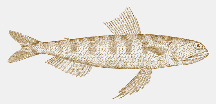 Snakefish, trachinocephalus myops, a fish from the Atlantic Ocean in side view
