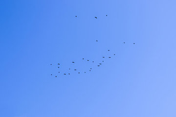 A flock of black crows flying in the blue sky. Black crows fly high in the sky