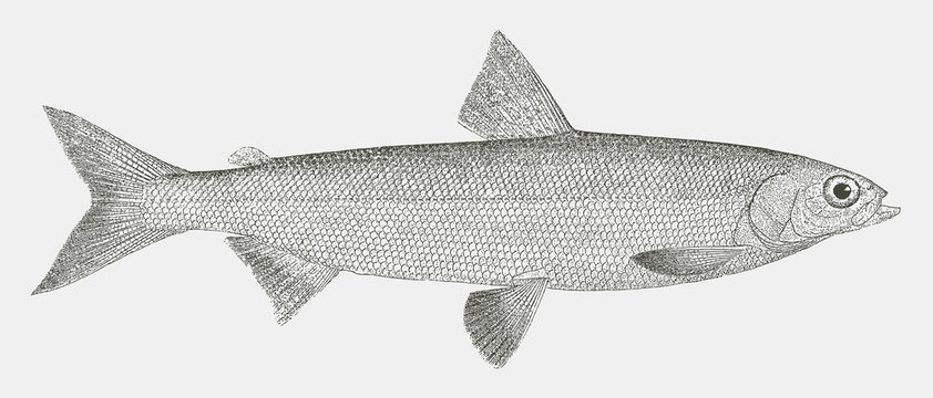 Alaska whitefish coregonus nelsonii, fish from the North America in side view