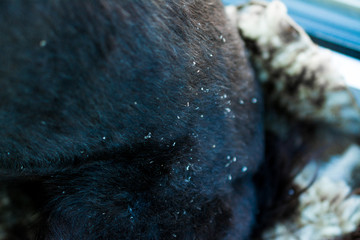 black dog hair. Image of the concept of dog problems with hair, about the health of Pets.