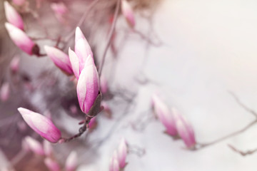 Beautiful light pink magnolia flowers in soft light. Spring floral background.Selective focus, Copy space, close up.