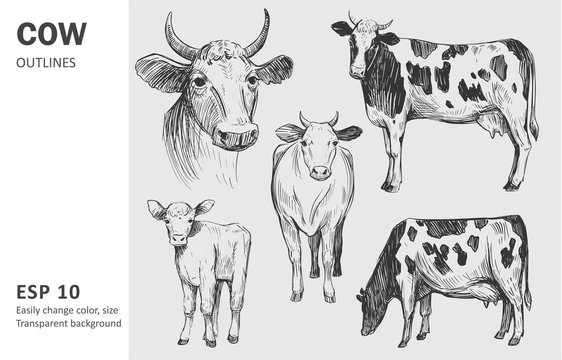Sketch of cow. Hand drawn illustration converted to vector