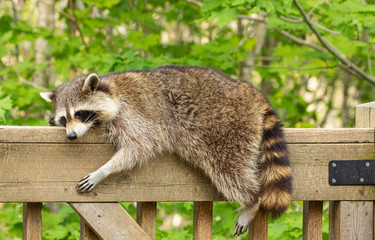 Mother raccoon resting on wooden deck railing on a warm afternoon in Oak Mountain, New Brunswick