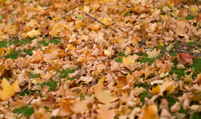 Obraz na płótnie Canvas autumn leaves on the ground
