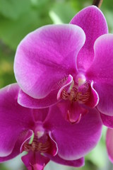 Background of purple flowers of orchid 