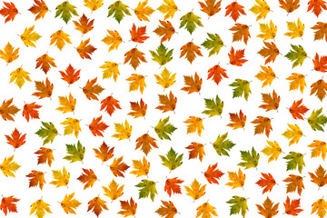 Different color maple leaves on white background. Autumn maple leaf copies. Creative fall season pattern.