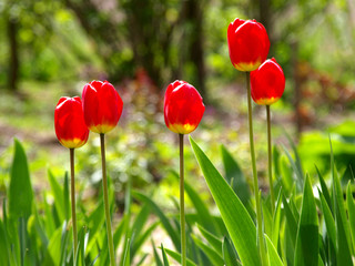 Fototapeta premium Colorful red tulips (Tulipa L) in blossom and sun backlights in city garden. Springtime and warm landscape with blooming flowers in the backlight. City park decoration. Bright colors of nature