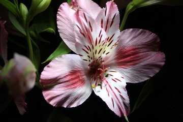 Fototapeta na wymiar Beautiful pink flower for good mood, best mood on stylish black background