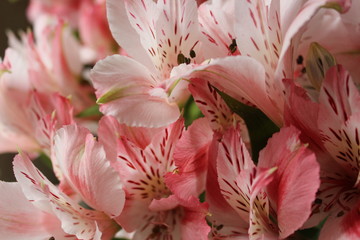 Nice, pink alstroemerias on flowers background for 8 of march, birthday, holiday, mother's day, valentine day, love, wedding, anniversary, romantic