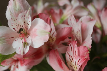  blossom flowers background