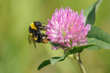 Bumblebee on a clover flower collects nectar on a green background. Macro