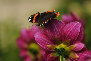 Red Admiral  Vanessa atlanta. Macro butterfly on a flower proboscis nectаr