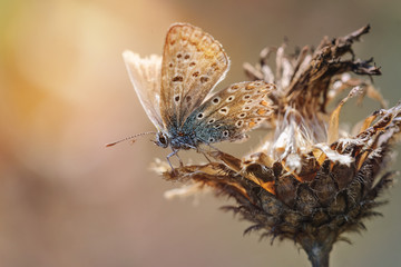 butterfly moth on a dried flower Light dawn sunset