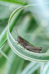Grasshopper Locust in the grass Macro summe