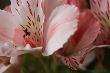 closeup of spring flower