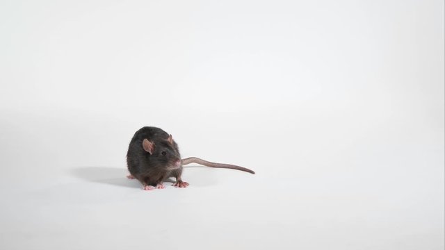 braune Ratte auf wei&szlig;em Hintergrund schn&uuml;ffelt und rennt, Studio, mehrere Einstellungen, 50fps