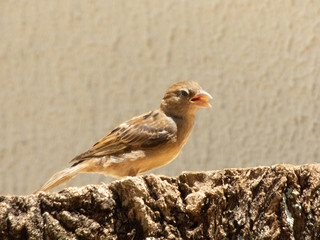 enjoying the sunny day to photograph sparrows