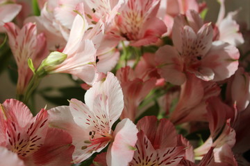 Spring flowers of bouquet in fresh fulcolors