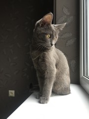 aurora russian cat