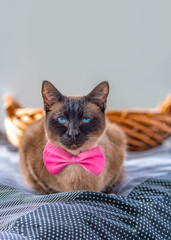 dunkle, anmutige Siamkatze mit blauen Augen sitzt mit einer pinken Schleife erhaben vor ihrem...