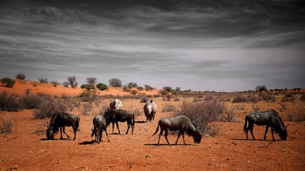 Fototapeta na wymiar Rhinos in Namibia