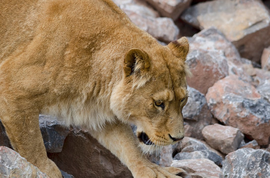 Lioness Hunting