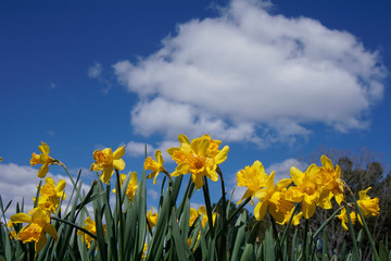 Daffodils against a blue sky with white clouds