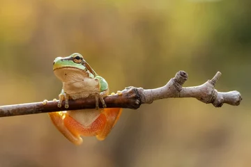 Keuken spatwand met foto frog on a branch © mehmetkrc
