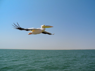 Fototapeta na wymiar Pelican in Namiba
