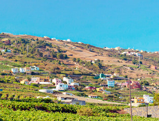 Vineyards on the island of Tenerife