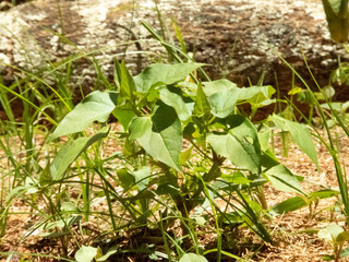 enjoying the sunny day to photograph plants
