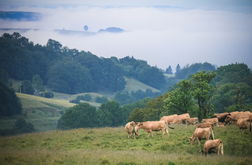 vaches dans le cantal