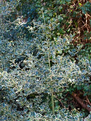 Ilex aquifolium 'Aureomarginata' | Ornamental shrub of English variegated holly 'Aurea Marginata' with pyramid-shaped, olive-green branches and green leaves with bright yellow margin