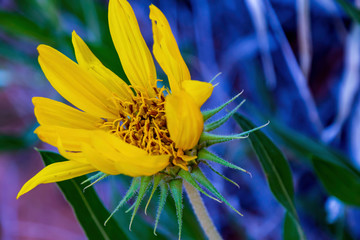 Golden Aster (Heterotheca villosa) Yellow Wildflowers In Arches National Park