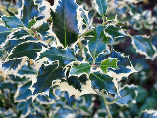 Common variegated holly | English variegated holly | Christmas variegated holly | Ilex aquifolium 'Aureomarginata'