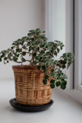 Green flower with small leaves, succulents, in a brown pot on a light white windowsill.