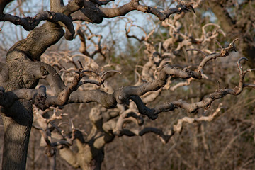 Abstract picture of curved tree branches